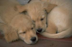 Puppies sleeping